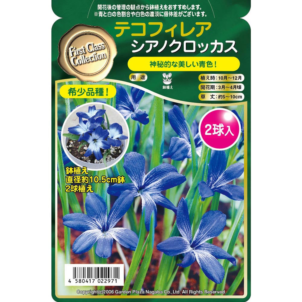 球根 テコフィレア シアノクロッカス 【花球根 2球】｜ 【植物の