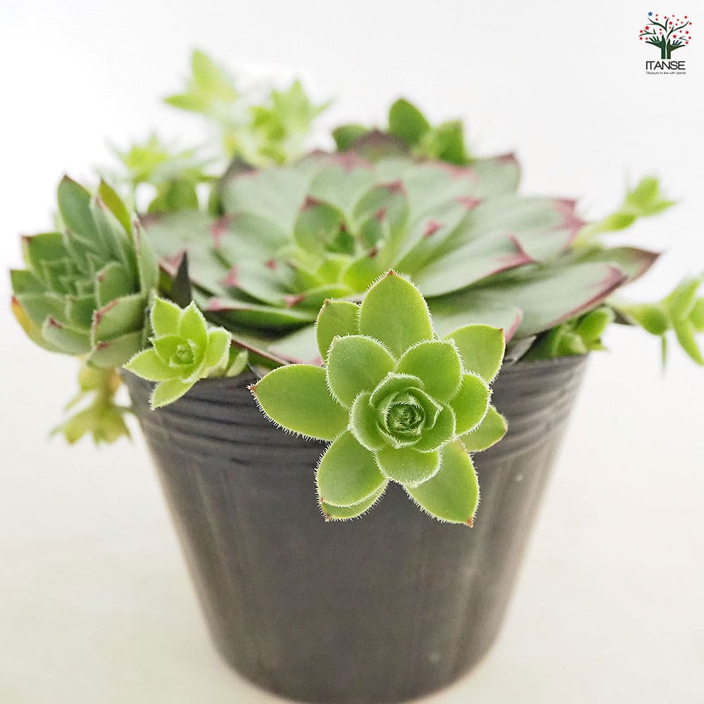 センペルビウム Mr.K 【多肉植物 4号／1個売り】｜ 【植物の