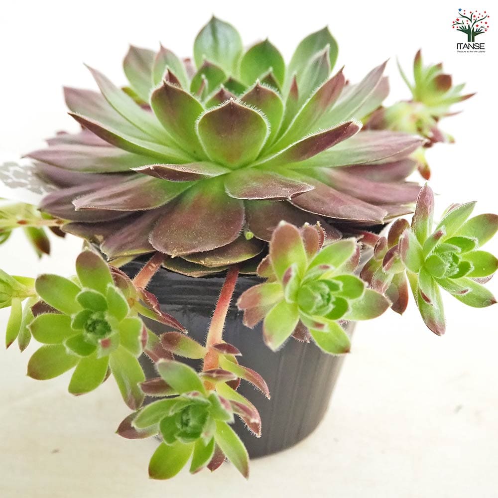 センペルビウム テスト 【多肉植物 4号／1個売り】｜ 【植物の