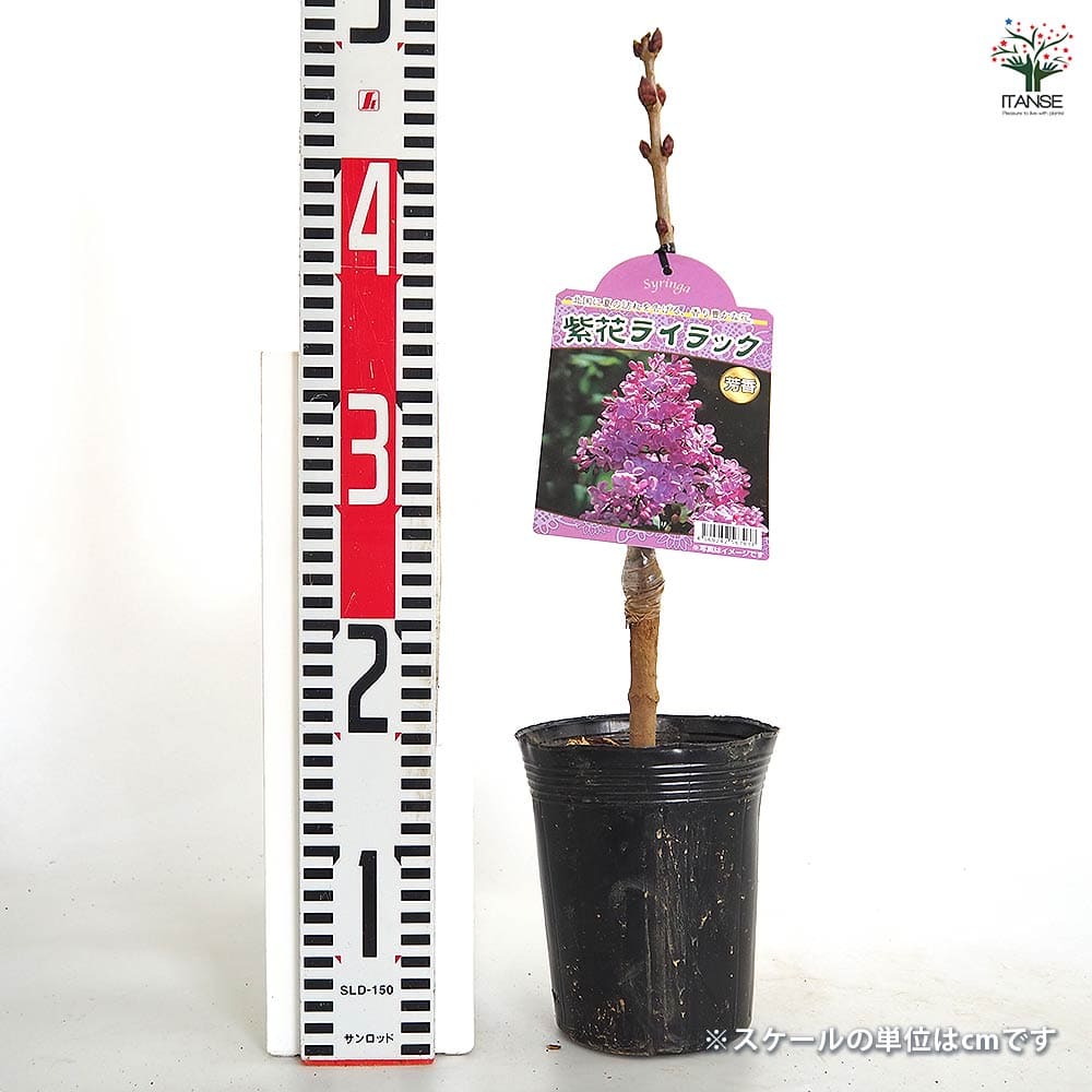 ライラック 紫花 【花木苗 4号／1個売り】｜ 【植物のITANSE
