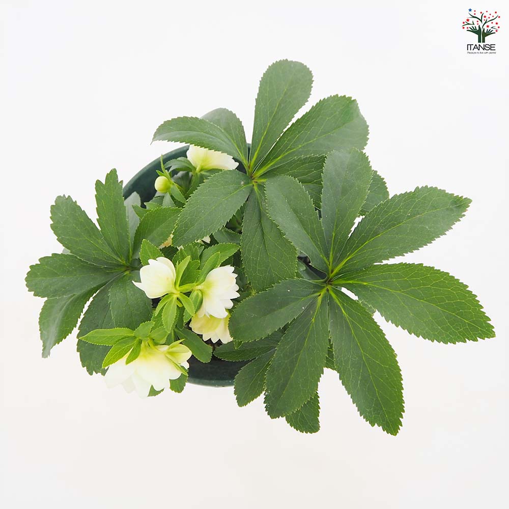 クリスマスローズ プチドール沙羅 【花苗 5号／1個売り】｜ 【植物の