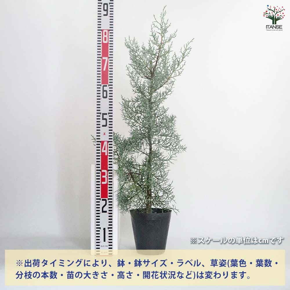 コニファー ブルーアイス 【庭木 5号／1個売り】｜ 【植物の