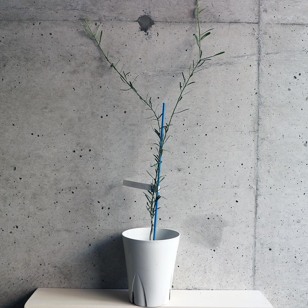 フィンガーライム デザートライム【果樹苗 12cmポット接木苗／1個