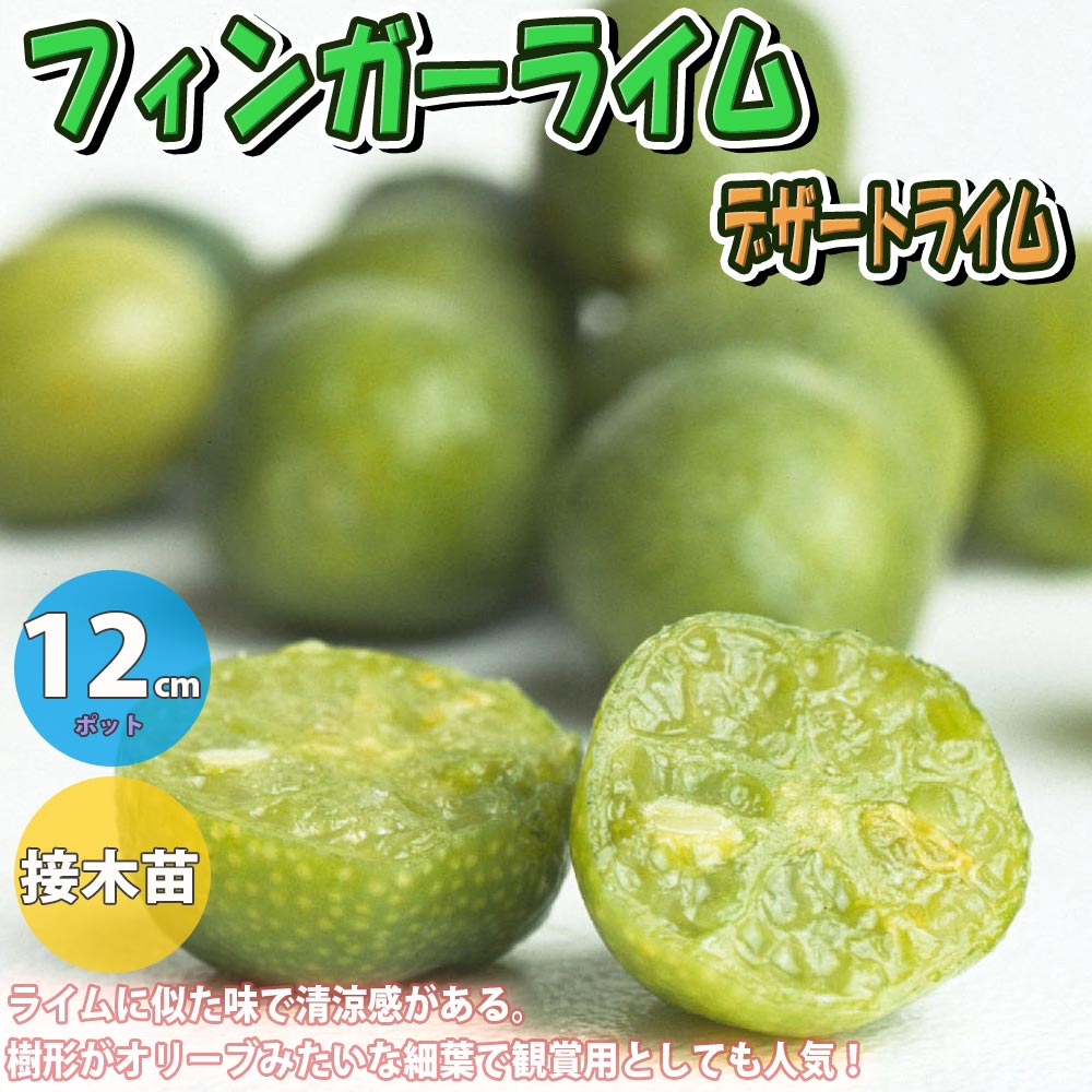 フィンガーライム デザートライム【果樹苗 12cmポット接木苗／1個