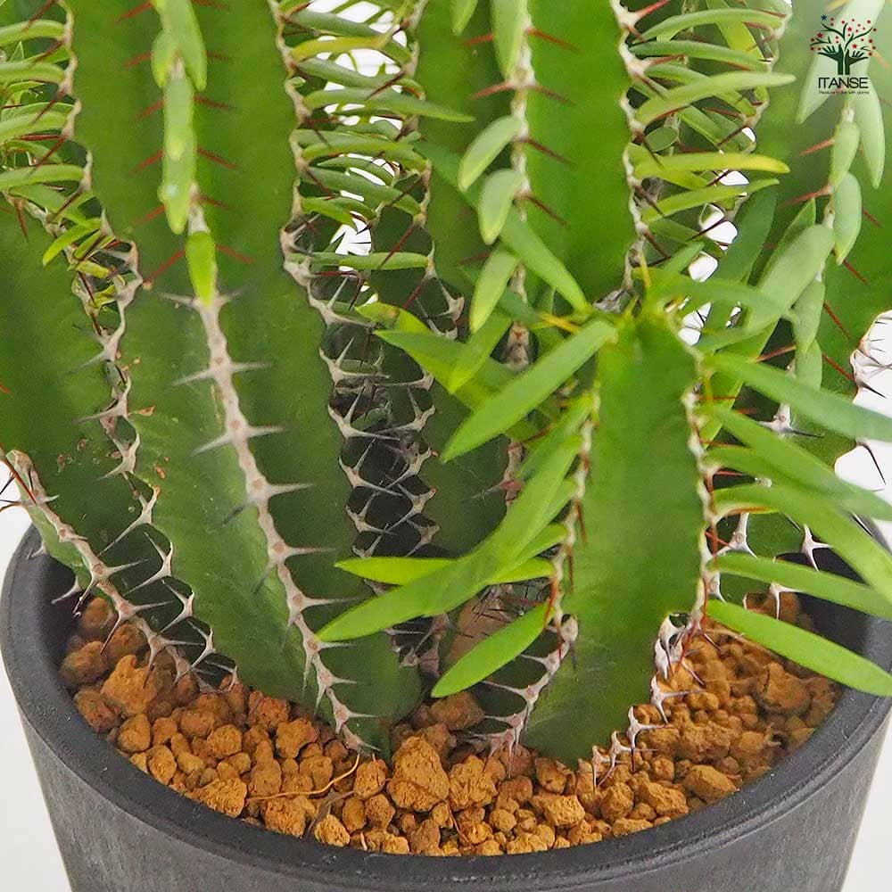 ユーフォルビア ムランジーナ 【多肉植物 4号／1個売り】｜ 【植物の