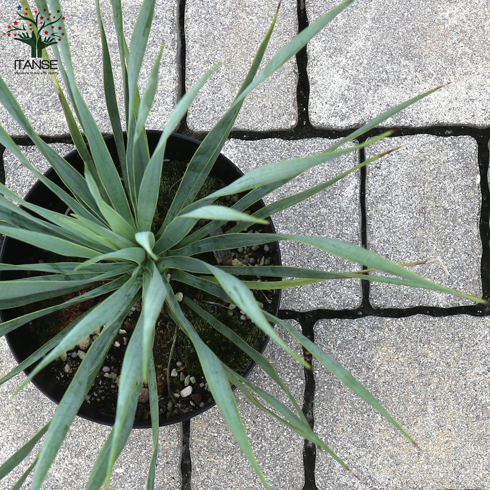 ユッカ・ロストラータ【観葉植物 5号鉢／1個売り】｜ 【植物の