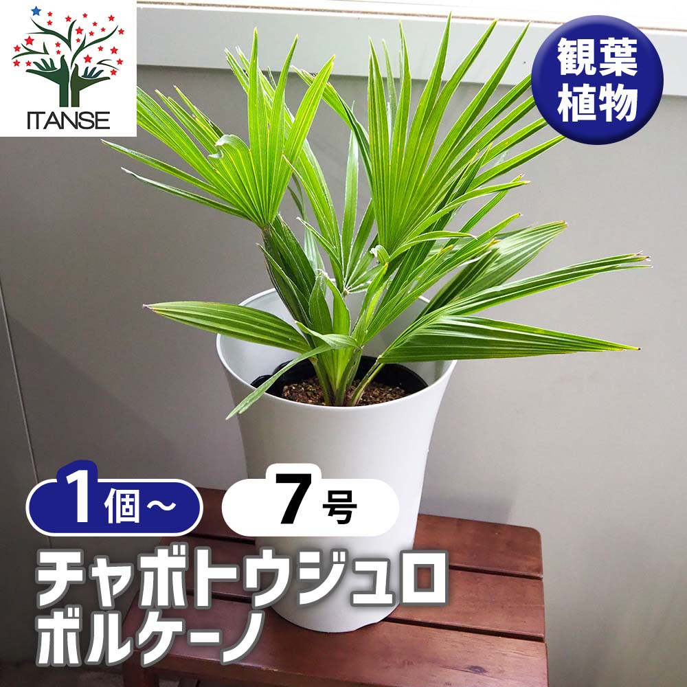チャボトウジュロ(チャメロプス) ボルケーノ 【観葉植物 7号／1個売り