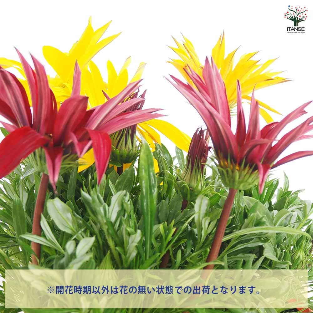 ガザニア 大輪MIX色見計らい 【花苗 4号】｜ 【植物のITANSE