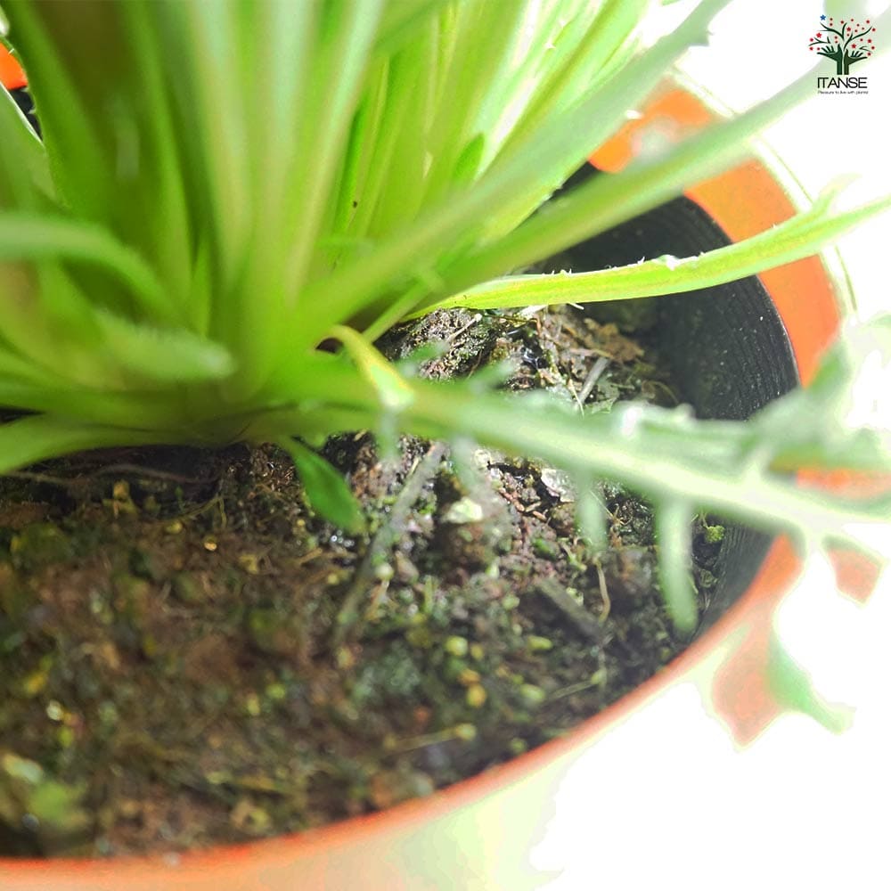 ガザニア 大輪MIX色見計らい 【花苗 4号】｜ 【植物のITANSE