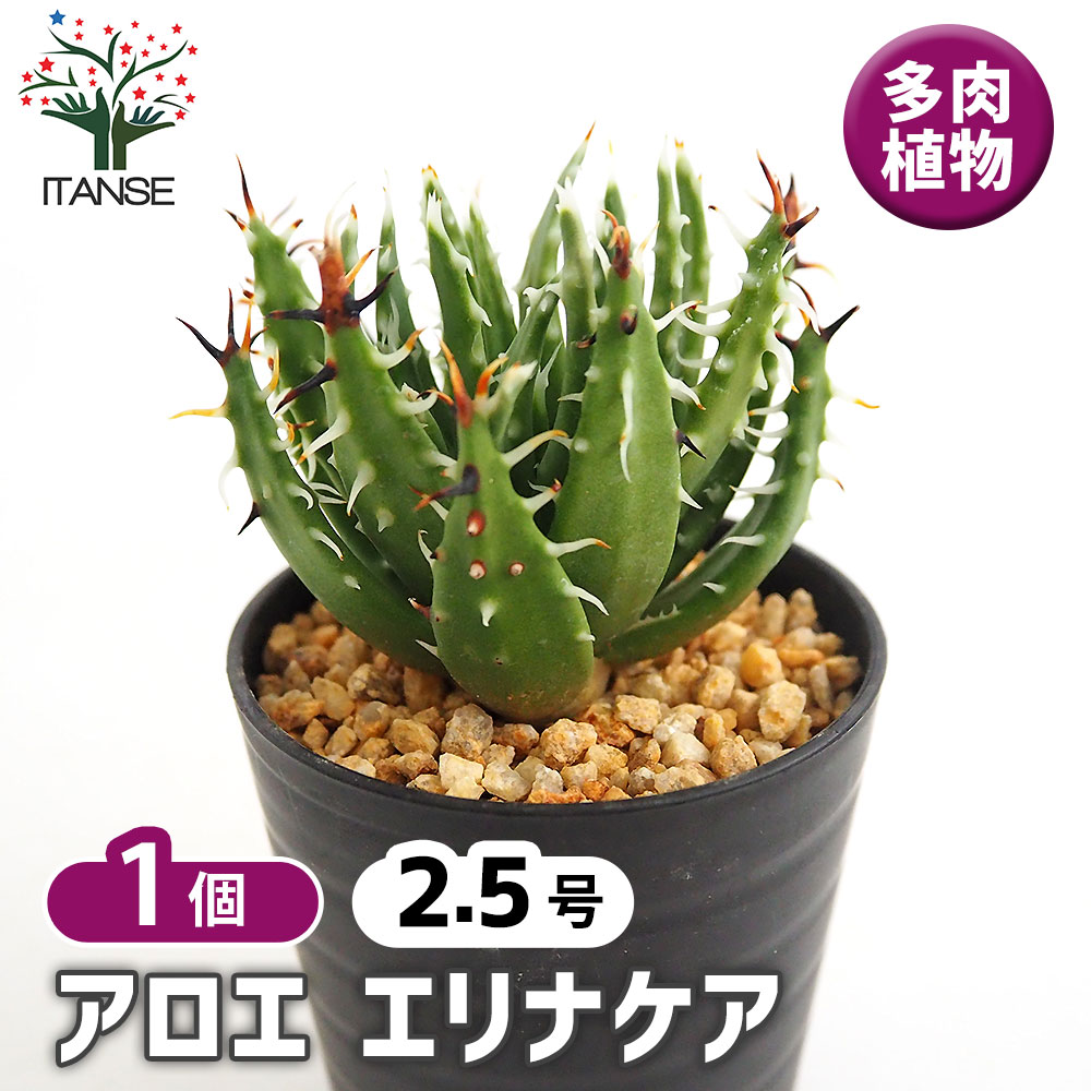 アロエ エリナケア 【多肉植物 2.5号／1個売り】｜ 【植物の