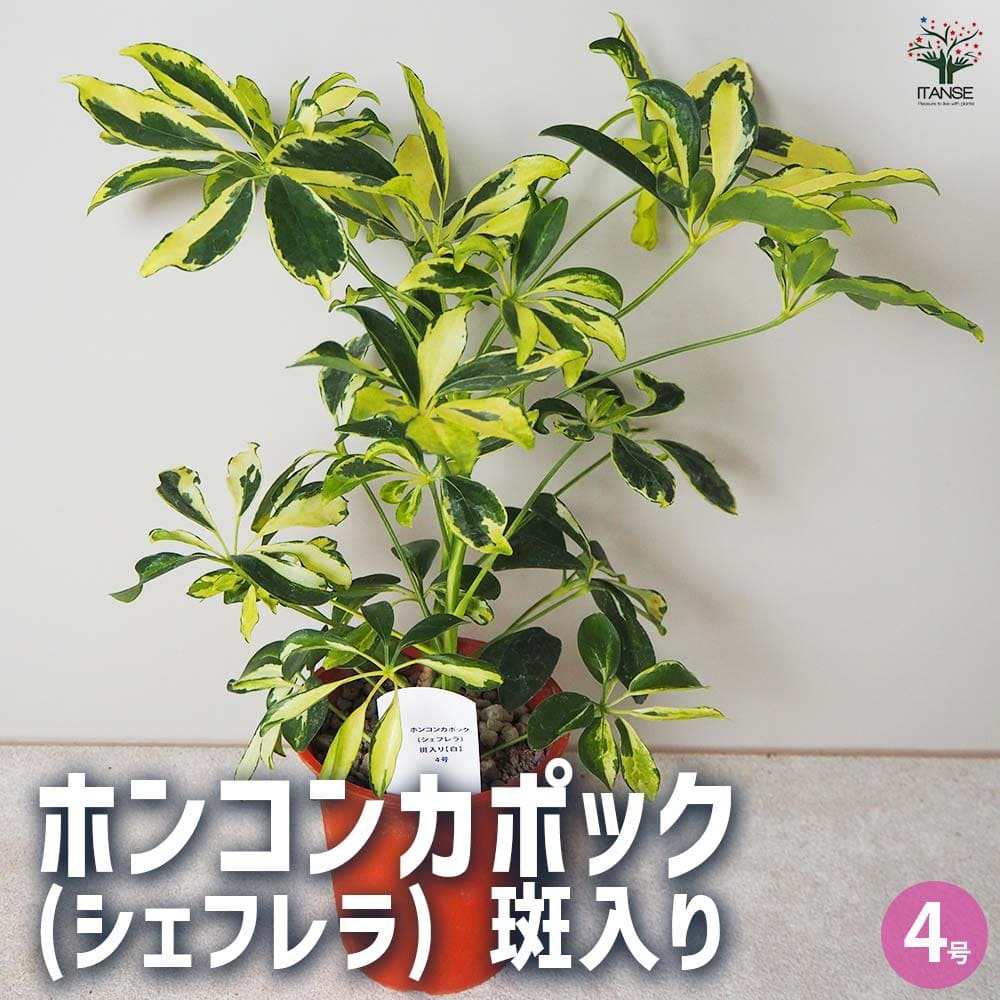 ホンコンカポック(シェフレラ) 斑入り【白】 【観葉植物 4号鉢