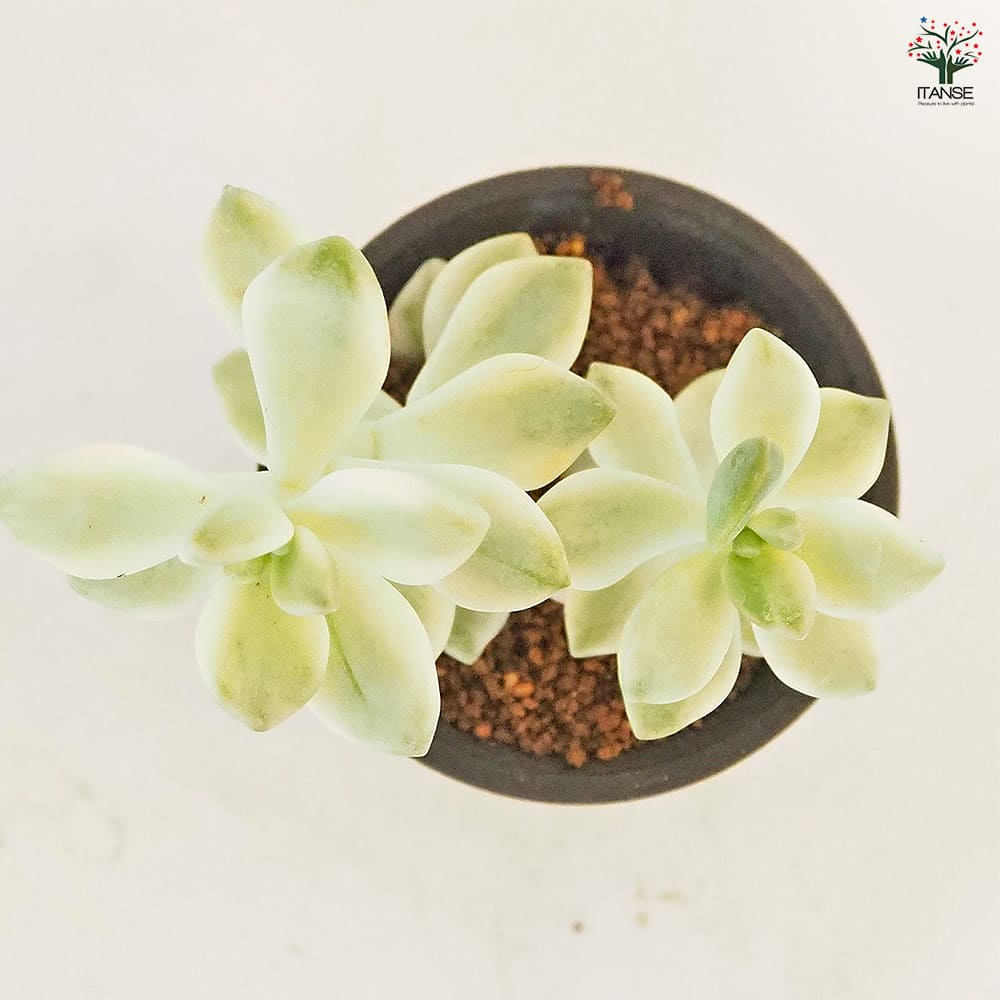 ティテュバンス錦 【多肉植物 2.5号／1個売り】｜ 【植物の