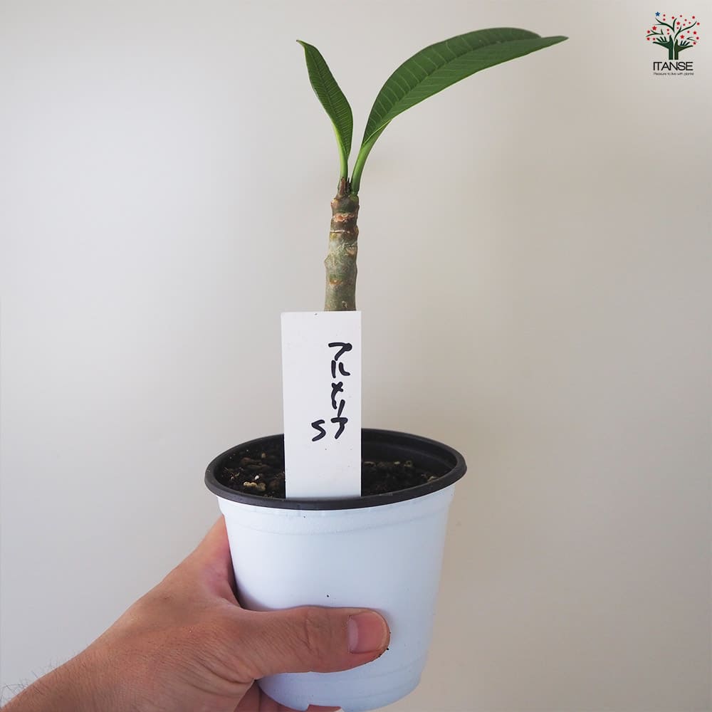 プルメリアの苗 セネガル産 Sサイズ 【花木苗 Sサイズポット／1個売り