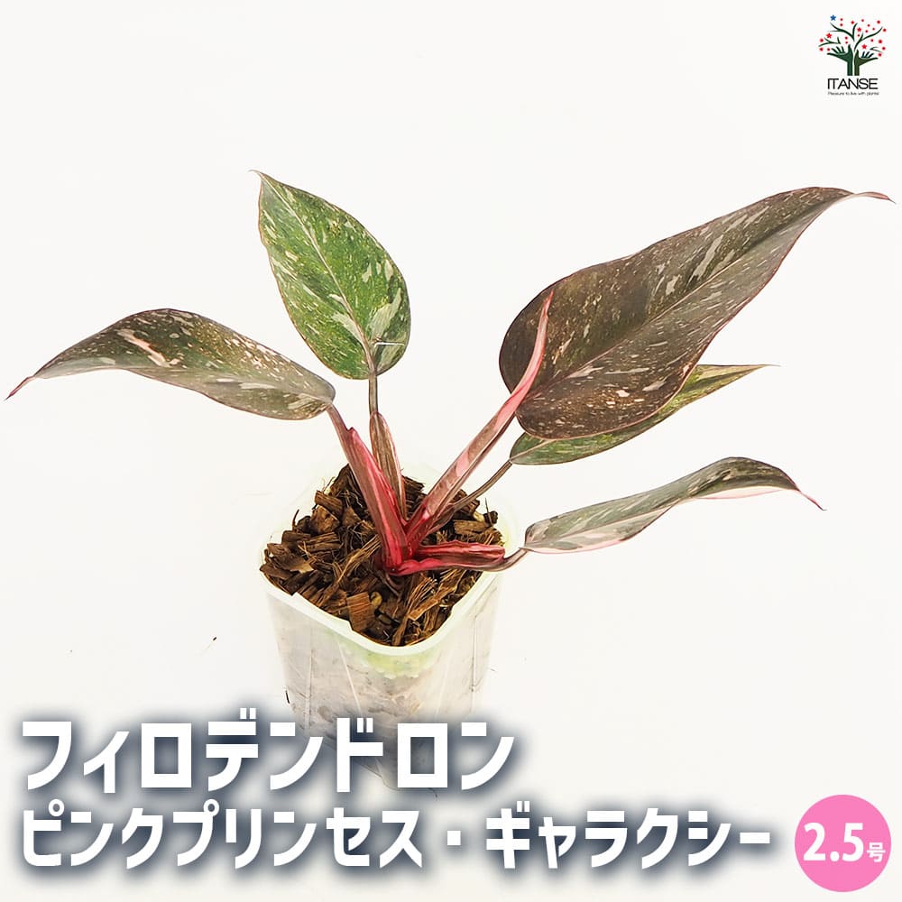 フィロデンドロン ピンクプリンセス ギャラクシー 【観葉植物 2.5号／1
