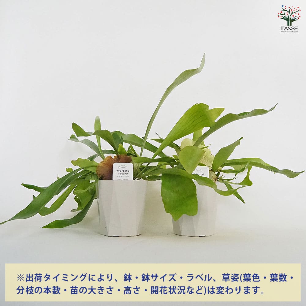 ビカクシダ(コウモリラン) ネザーランド 【観葉植物 4号】｜ 【植物の
