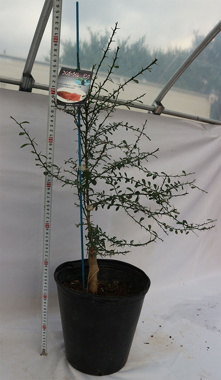 フィンガーライム ピンク【24cmポット果樹 大苗 1鉢】｜ 【植物の