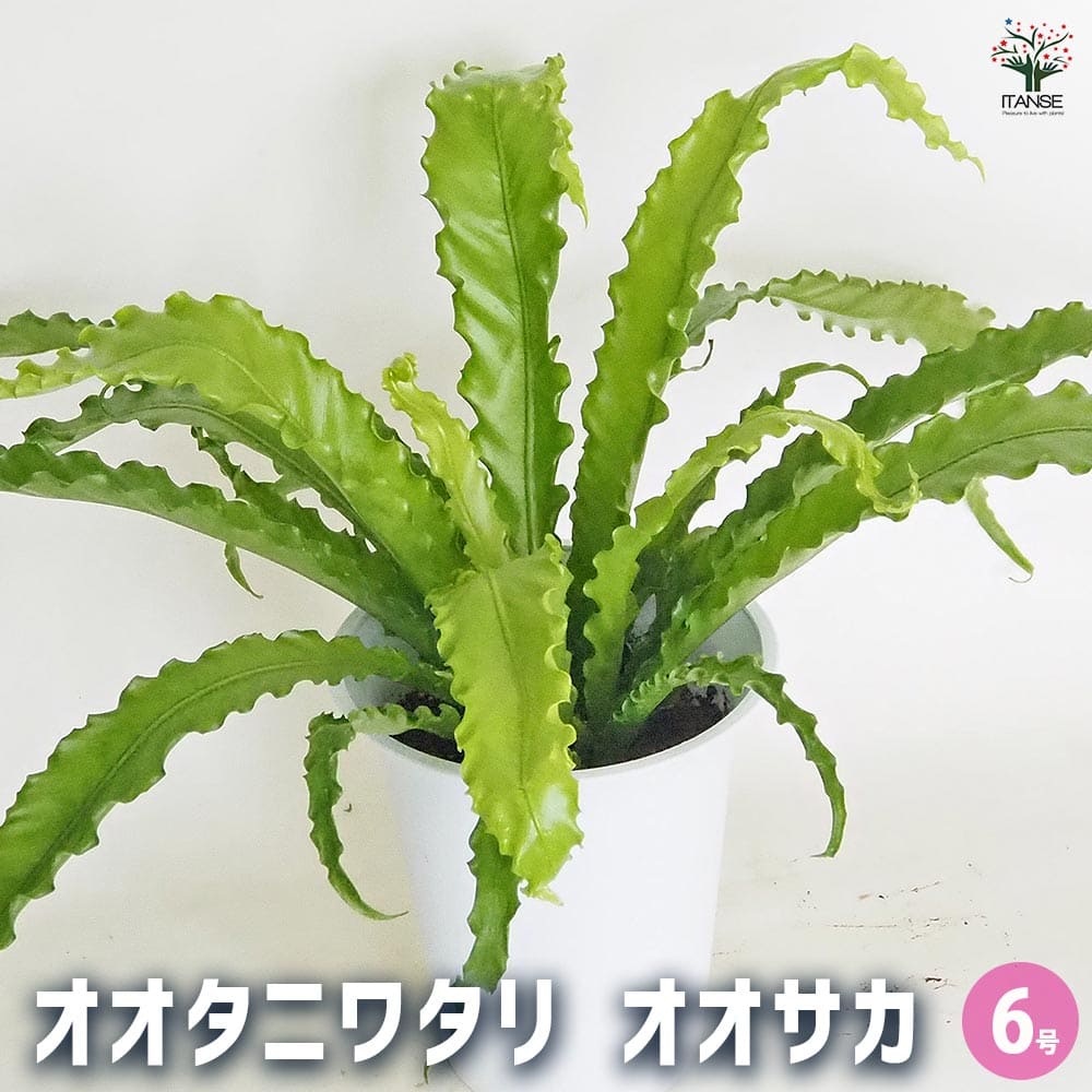 オオタニワタリ(大谷渡) オオサカ 【観葉植物 6号／1個売り】｜ 【植物