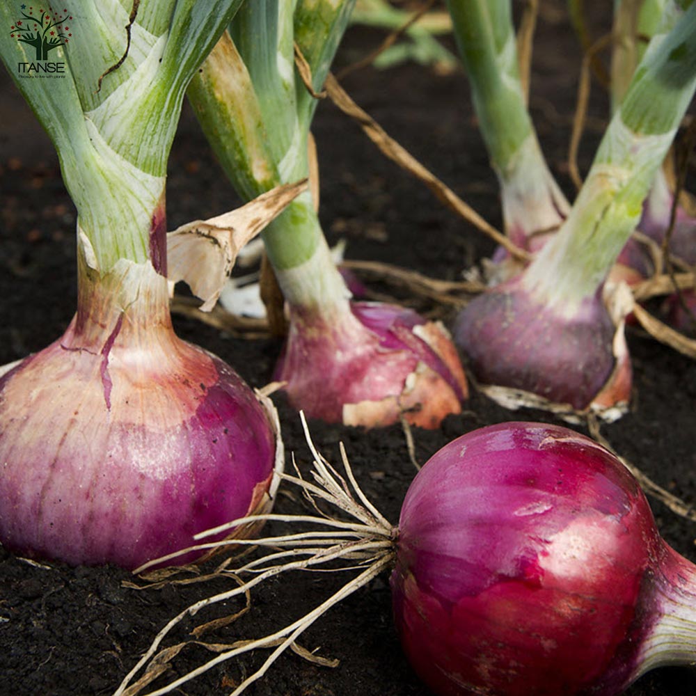 玉ねぎ抜き苗 品種：くれない赤タマネギ(中生)【野菜の苗 約50本／束