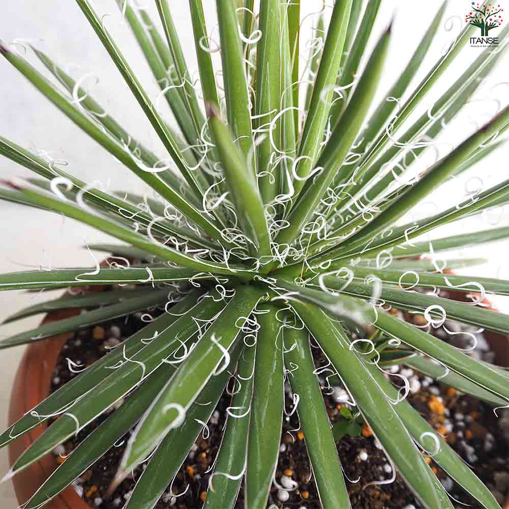 アガベ 滝の白糸 【多肉植物 8号鉢／1個売り】｜ 【植物のITANSE