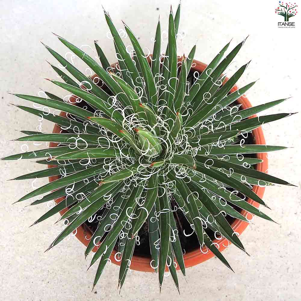 アガベ 滝の白糸 【多肉植物 8号鉢／1個売り】｜ 【植物のITANSE