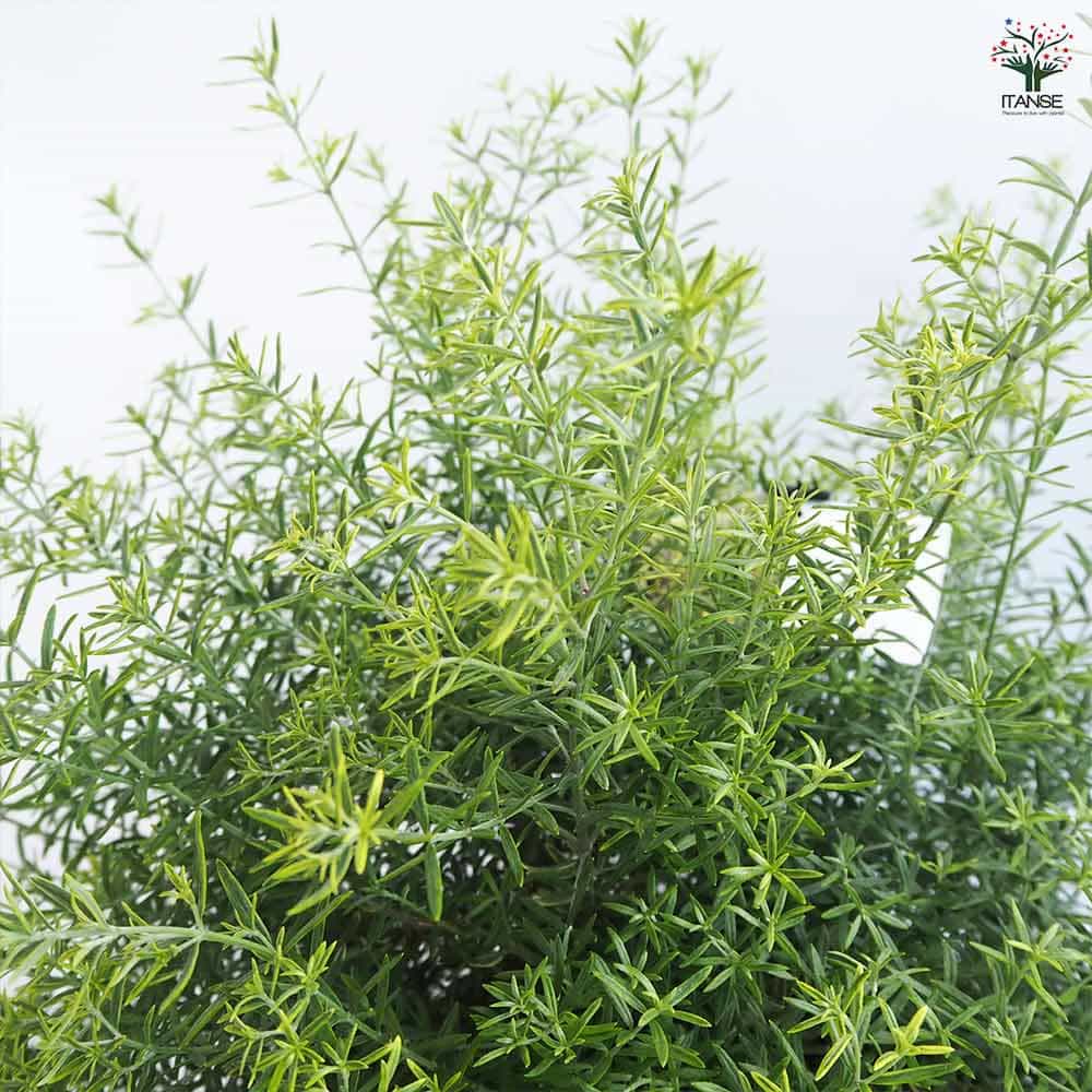 ウエストリンギア モーニングライト 【花木苗 7号／1個売り】｜ 【植物