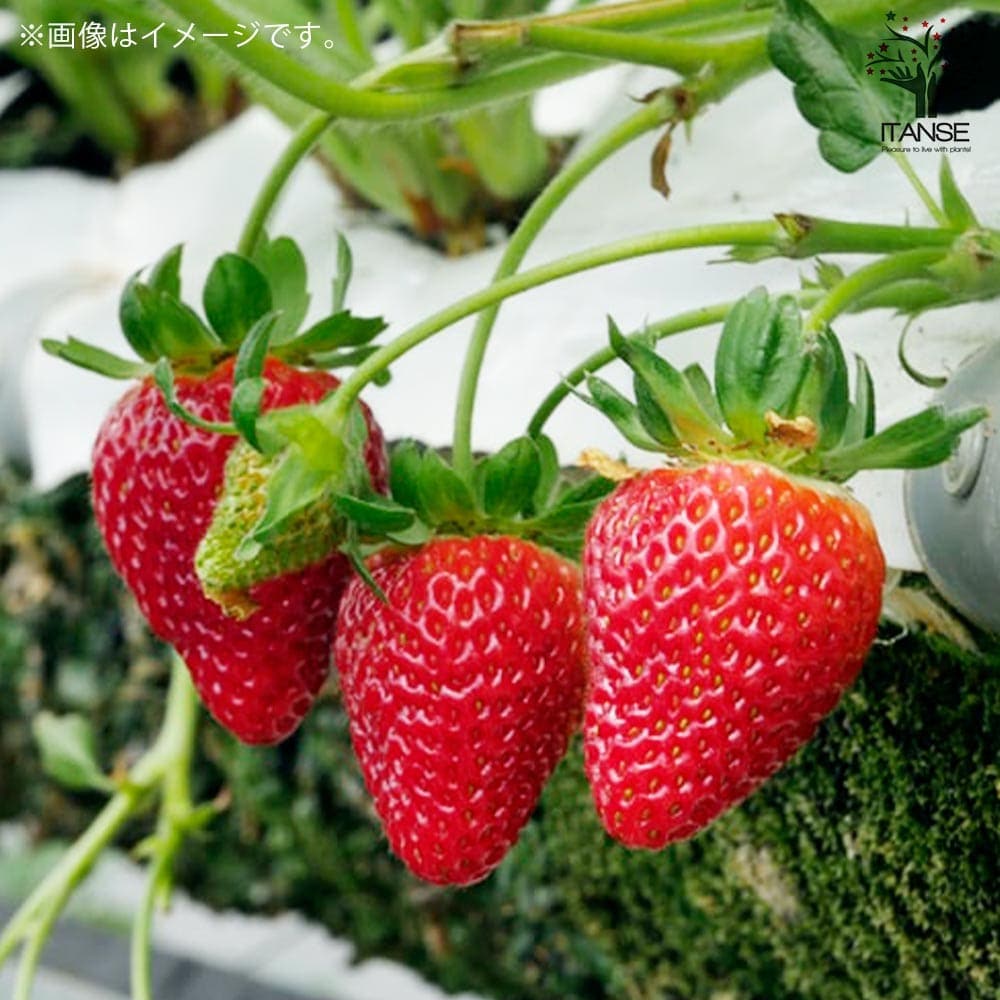 いちごの苗 品種：さちのか 2個～【野菜の苗 9cmポット苗】｜ 【植物の