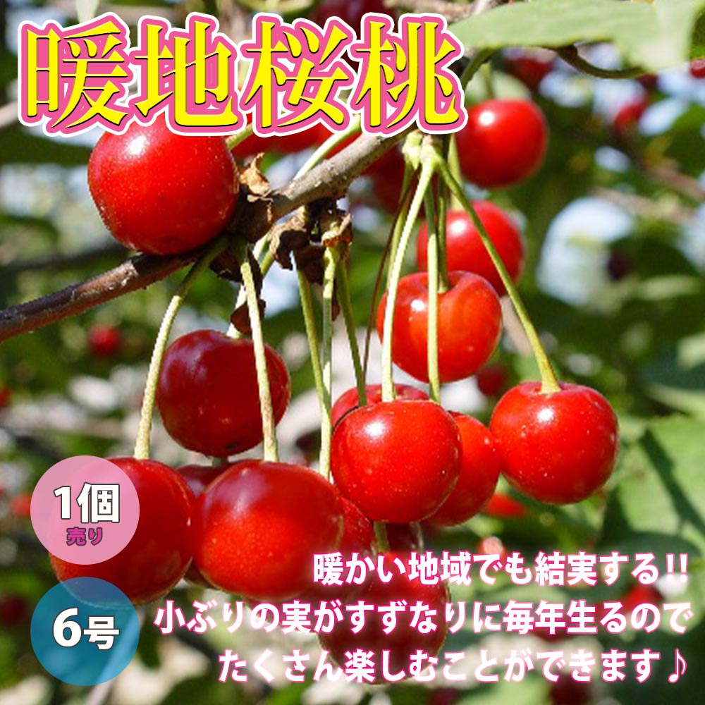 暖地桜桃(だんちおうとう)の苗 1本で実がなる小さなさくらんぼ【果樹の