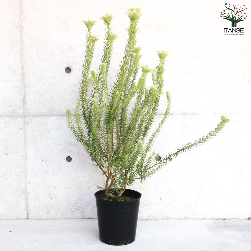 フィリカ プベッセンス ハイドラ【花苗 7号鉢／1個売り】｜ 【植物の