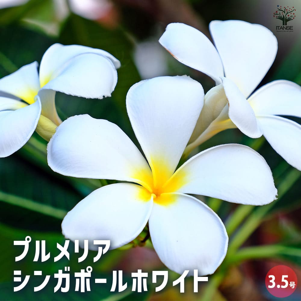 プルメリア苗木 シンガポールホワイト 【花木苗 3.5号】｜ 【植物の
