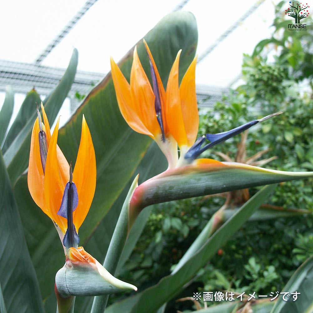 ストレリチア レギネ 極楽鳥花【観葉植物 7号鉢／1個売り】｜ 【植物の