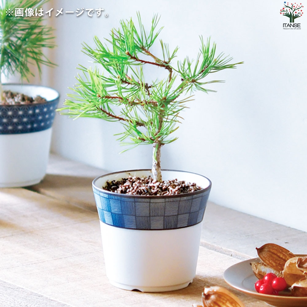栽培セット 赤松 染付小紋陶器鉢【盆栽／1個売り】｜ 【植物の