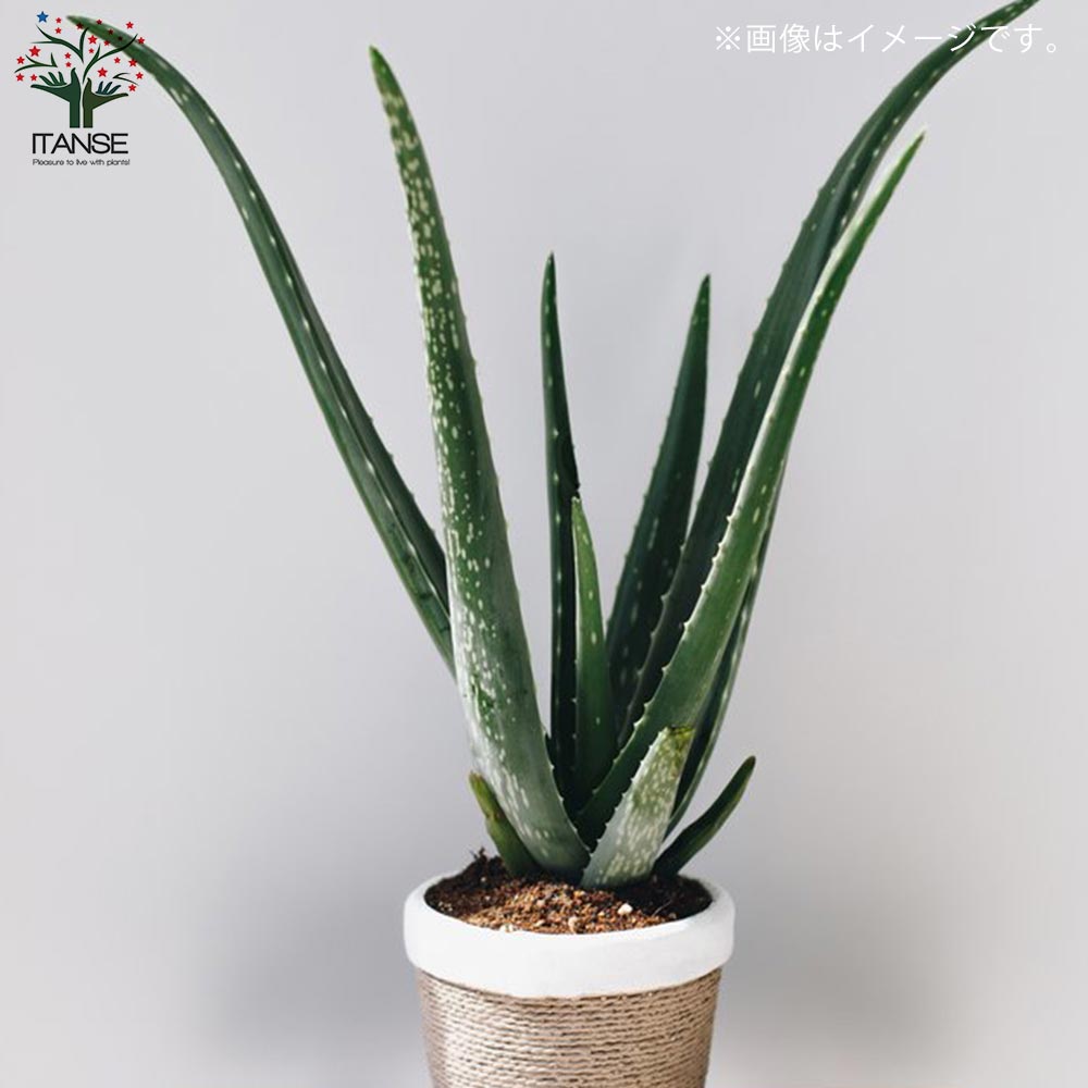 アロエ アロエ・ベラ【多肉植物 7号鉢大苗 ハーブ苗／1個売り