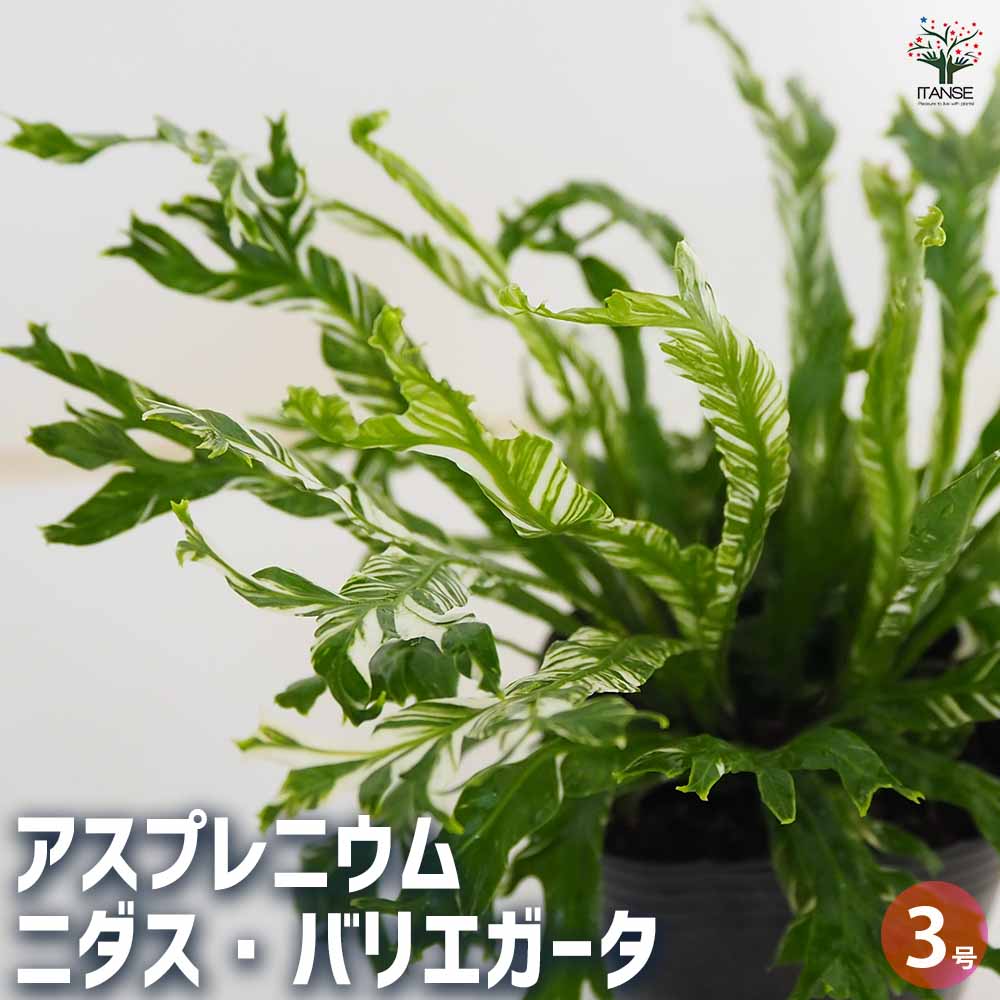 アスプレニウム ニダス バリエガータ 【観葉植物 3号】｜ 【植物の