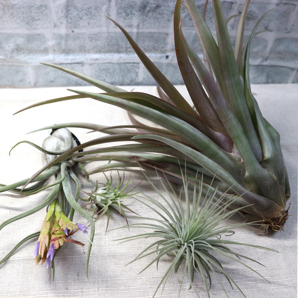 エアープランツ チランジア イオナンタ ルブラ Sサイズ【幅約7cm×高さ