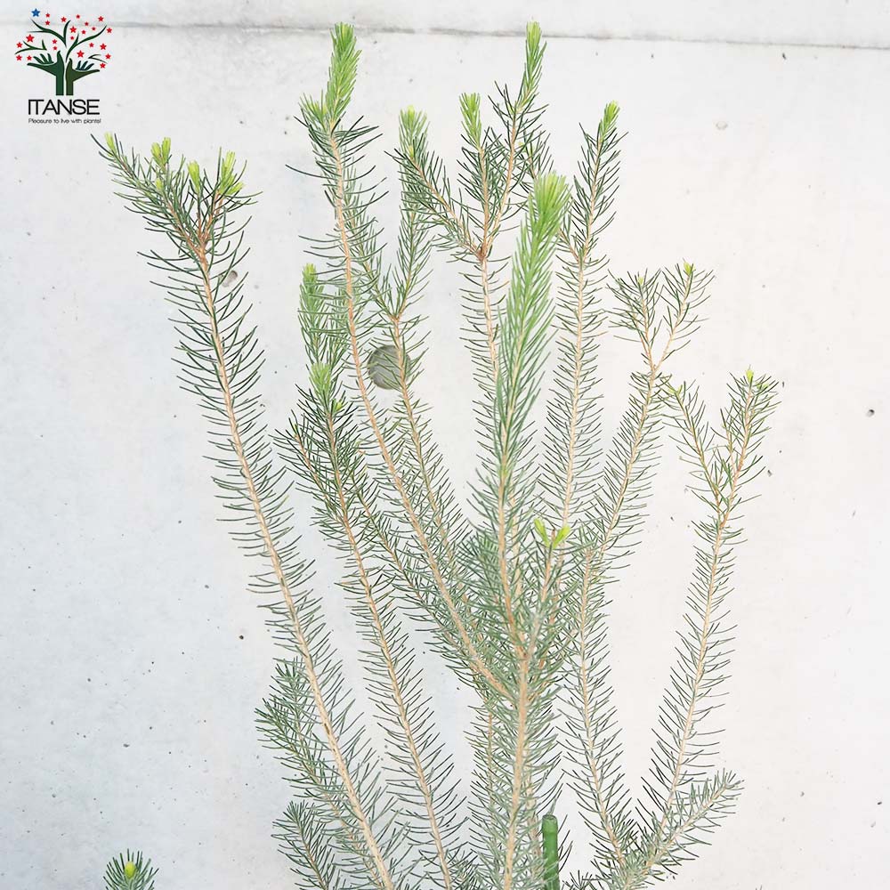 カロタムス ダスティーグレー 8号 鉢植え フトモモ科 オーストラリア