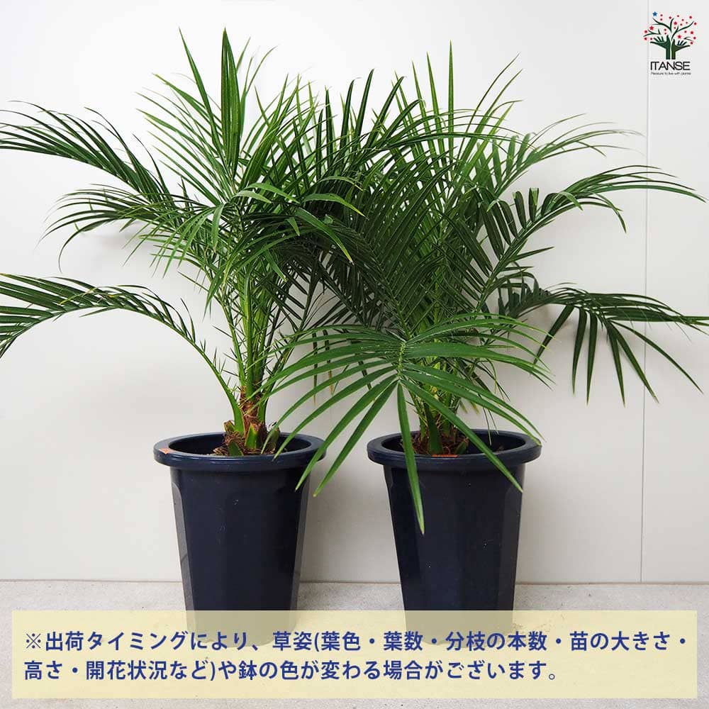 ヤシ フェニックス・ロベレニー 【観葉植物 6号鉢／1個売り】｜ 【植物