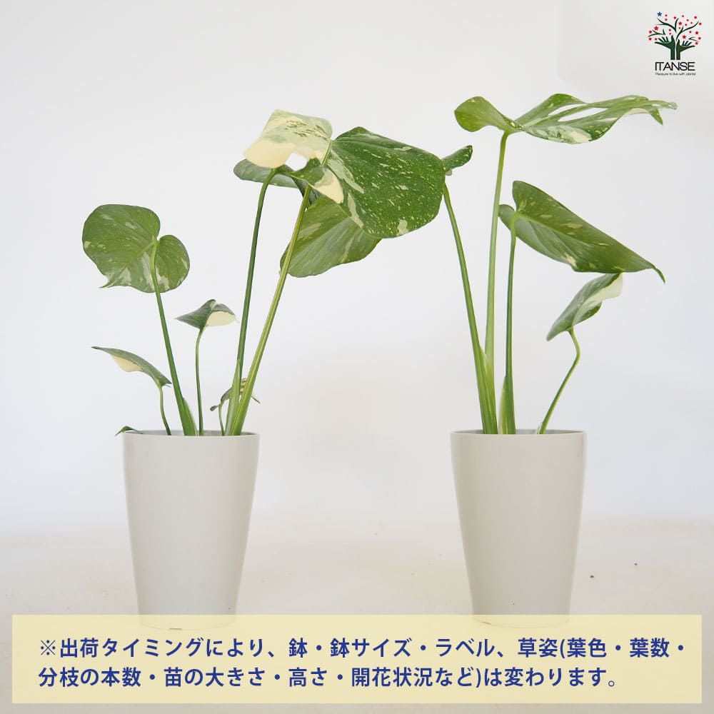 モンステラ タイコンステレーション 【観葉植物 4号／1個売り