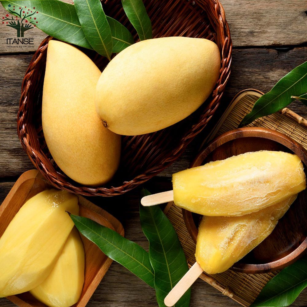 マンゴーの苗木 ナンドクマイ【果樹の苗木 6号硬質ポット 2年生 接木苗