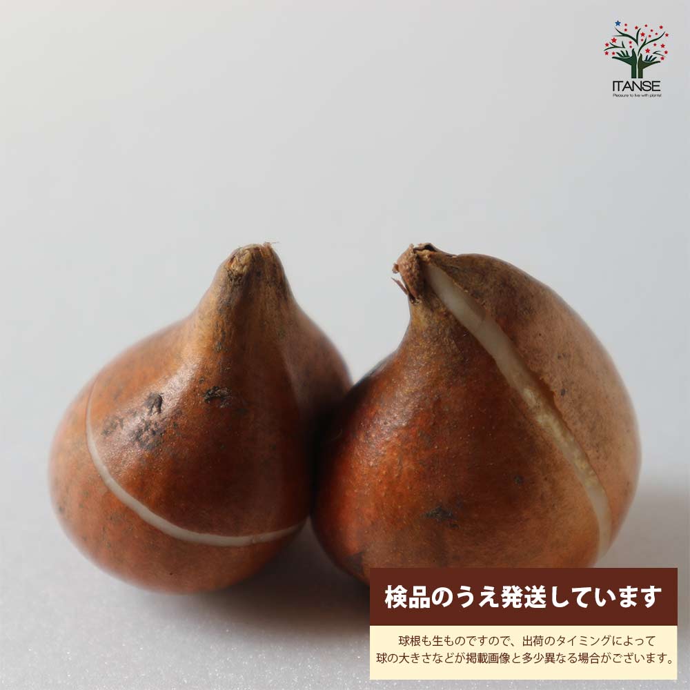 八重咲チューリップ ペギーワンダー【花球根／お買い得2球セット