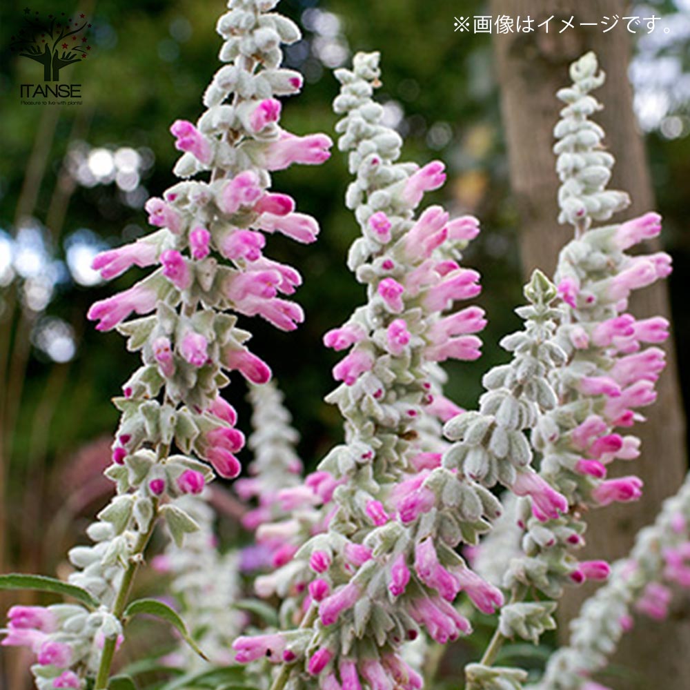 サルビア・レウカンサ・ピンクアメジスト 【花苗 3.5号ポット苗