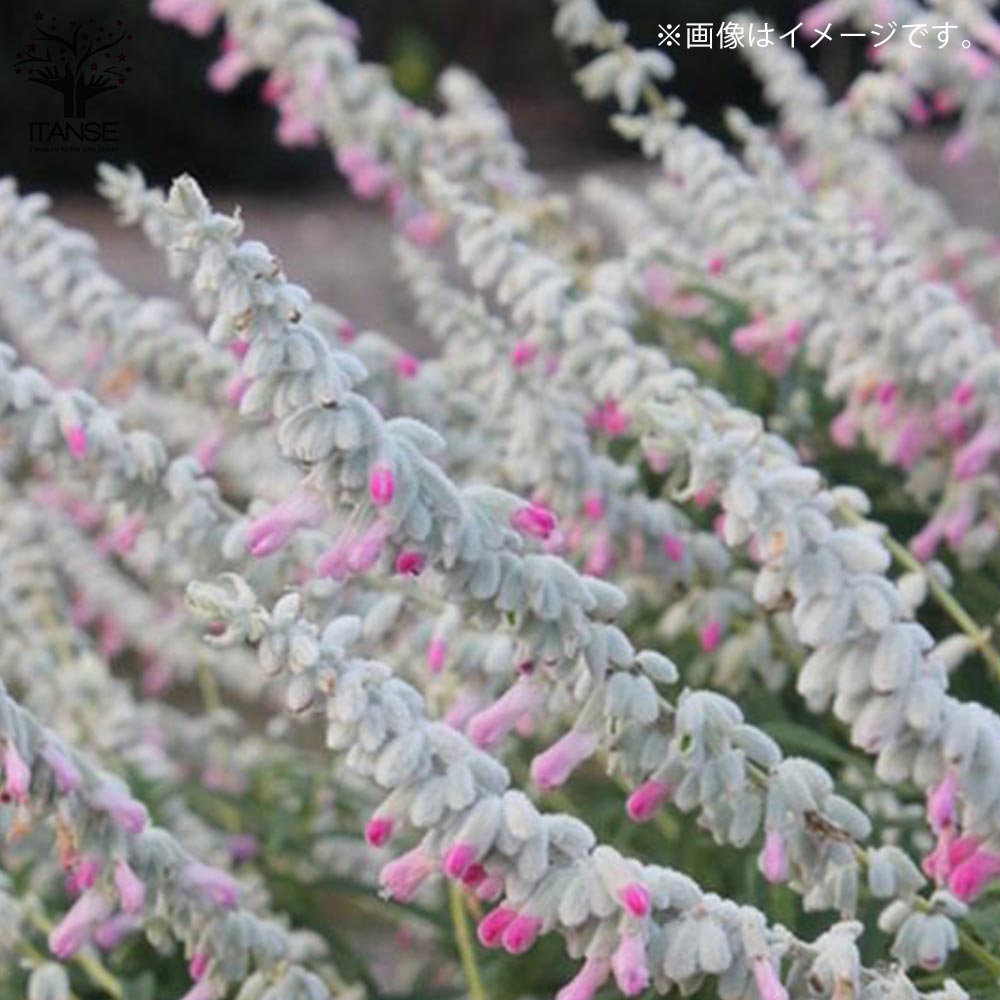 サルビア・レウカンサ・ピンクアメジスト 【花苗 3.5号ポット苗