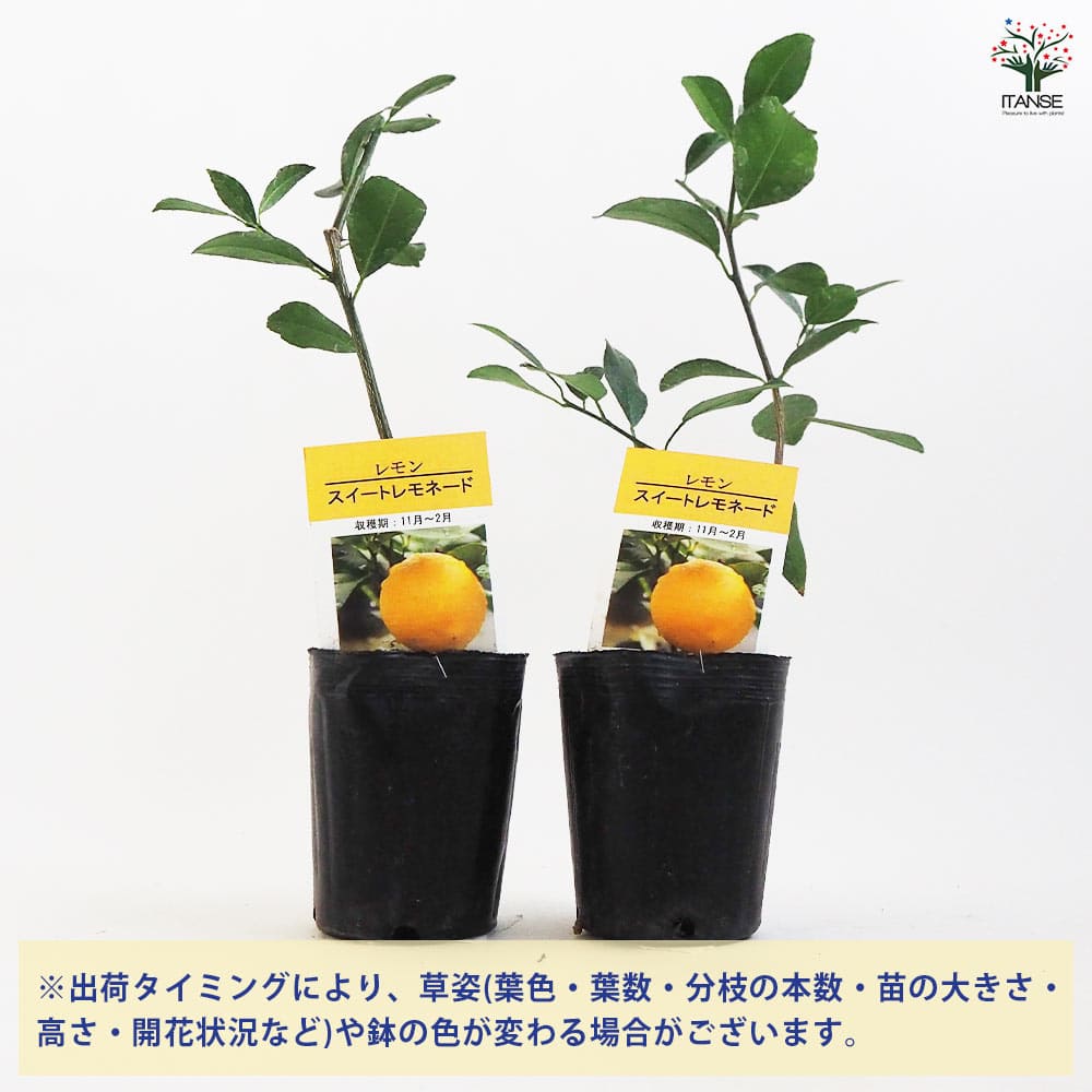 スイートレモネード、マイヤーレモン接木苗 楽天市場】【予約割引300円