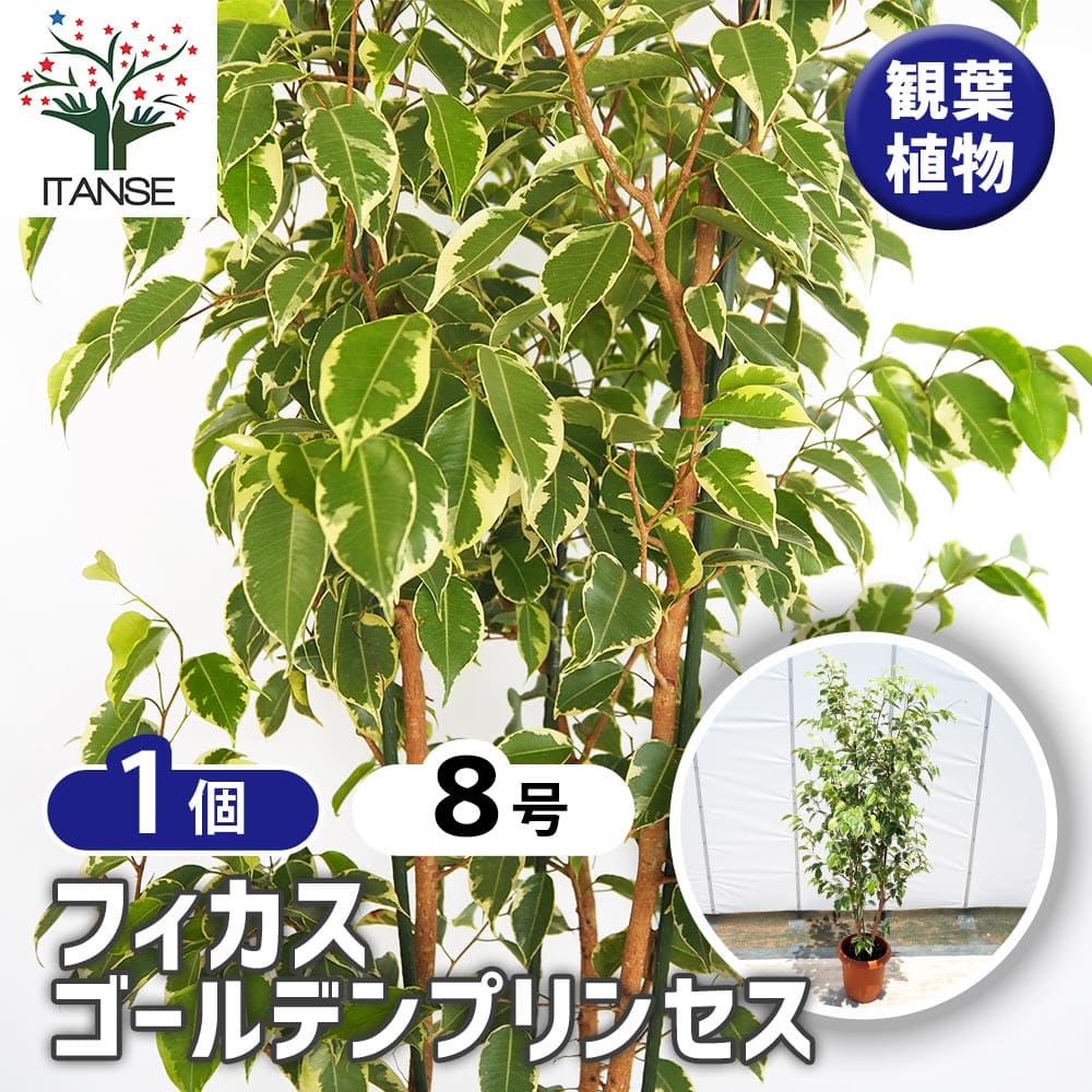 フィカス ゴールデンプリンセス 【観葉植物 8号／1個売り】｜ 【植物の