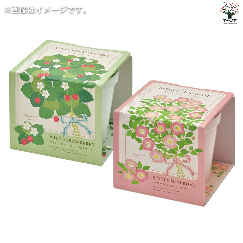 栽培セット サンクスガーデン Wストロベリー 【1個売り】｜ 【植物の