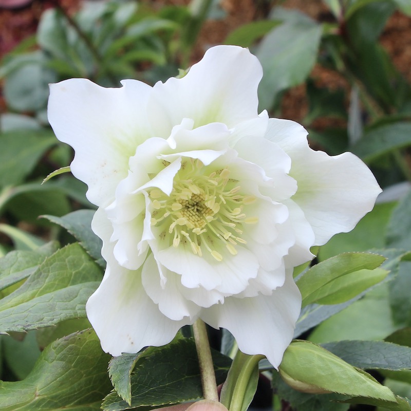 クリスマスローズ「ダブルホワイト系」3.5号ロングポット