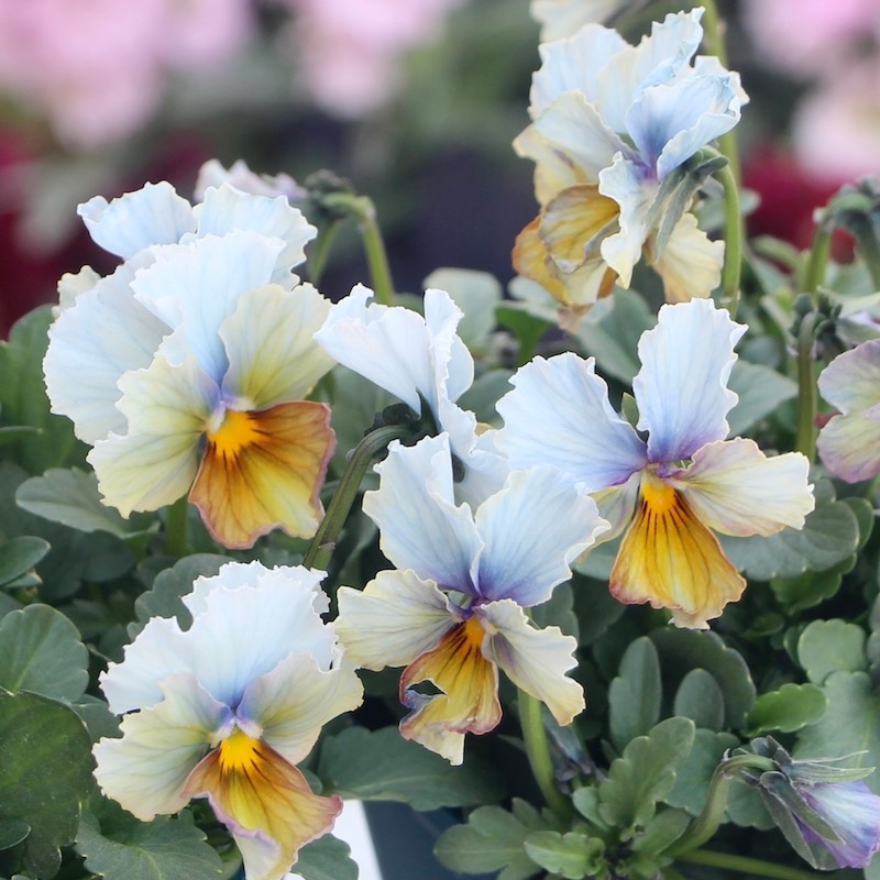 1点限り☆スペシャルなサトウ園芸さんのビオラ・ヌーヴェルヴァーグ