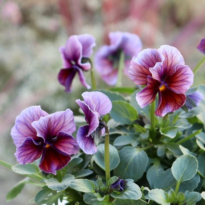 1点限り☆サトウ園芸さんのビオラ・ヌーヴェルヴァーグ＜216番＞