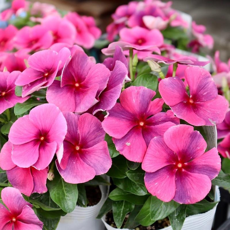 北島園芸さんのビンカ(日々草)「オリジナル(ワインレッドフリル)WR-F