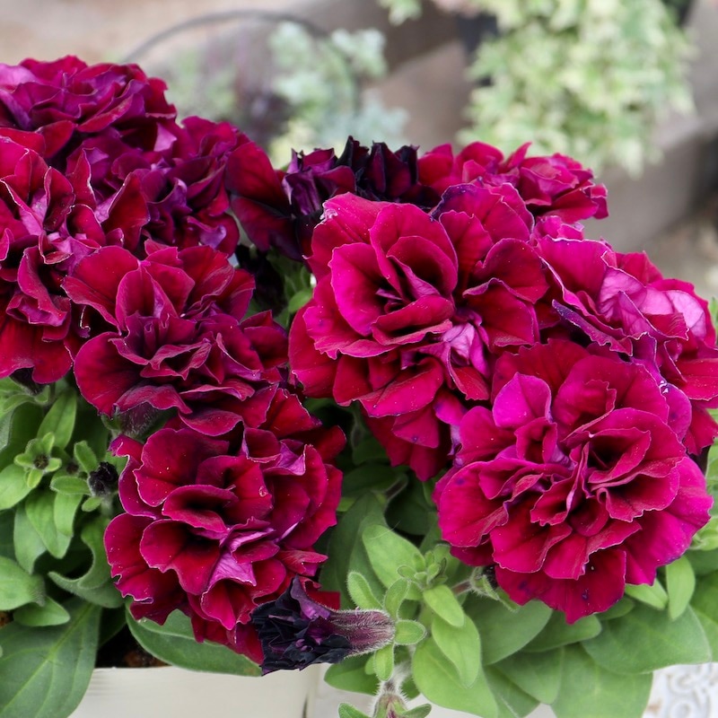 超良株入荷♪八重咲きペチュニア・フラメンコ「バーガンディ」(3.5号