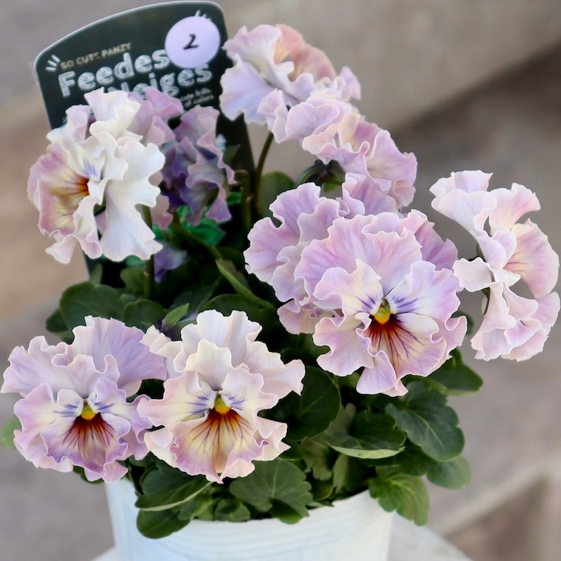 桂楓園さん育種「フェデネージュ・トイプー」・～風散歩～